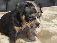 Male 1, a male American Bully for sale in Bolivar, MO – Photo 4 of 5