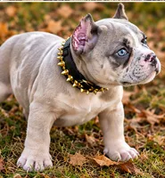 Blue Tri Merle Female , a male American Bully for sale in Bolivar, MO – 4 of 7