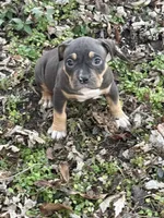Female 2, a male American Bully for sale in Bolivar, MO – Photo 1 of 4