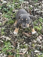 Female 2, a male American Bully for sale in Bolivar, MO – Photo 3 of 4