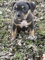 Female 2, a male American Bully for sale in Bolivar, MO – Photo 2 of 4