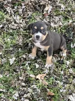 Female 3, a male American Bully for sale in Bolivar, MO – Photo 2 of 5