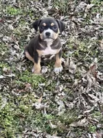 Female 3, a male American Bully for sale in Bolivar, MO – Photo 1 of 5