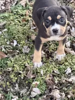 Female 3, a male American Bully for sale in Bolivar, MO – Photo 3 of 5
