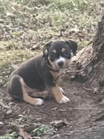Female 3, a male American Bully for sale in Bolivar, MO – Photo 5 of 5