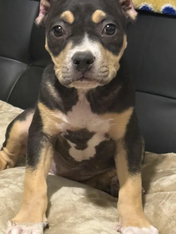 Female 3 – American Bully puppy for sale in Bolivar, MO