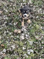 Female 3, a male American Bully for sale in Bolivar, MO – Photo 4 of 5