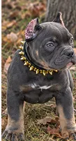 Blue Tri Male , a male American Bully for sale in Bolivar, MO – 3 of 5