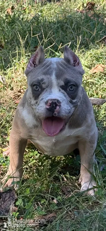 Lily, a female American Bully for sale in Bolivar, MO – 1 of 6