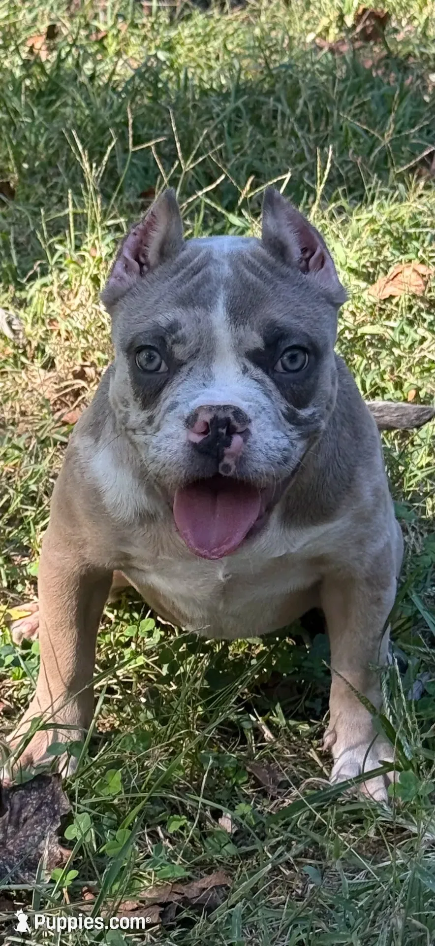 Lily, a female American Bully for sale in Bolivar, MO – 1 of 6