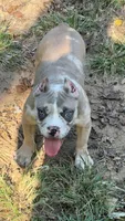 Lily, a female American Bully for sale in Bolivar, MO – 2 of 6