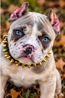 Blue Tri Merle Female , a male American Bully for sale in Bolivar, MO – 2 of 7