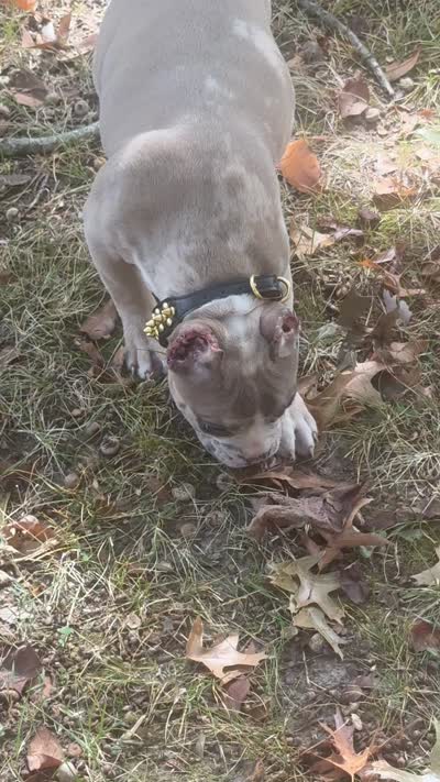Blue Tri Merle Female , a male American Bully for sale in Bolivar, MO – 7 of 7