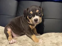 Male 2, a male American Bully for sale in Bolivar, MO – Photo 5 of 5