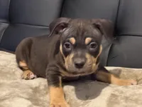 Male 2, a male American Bully for sale in Bolivar, MO – Photo 1 of 5