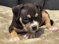 Male 2, a male American Bully for sale in Bolivar, MO – Photo 3 of 5