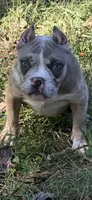 Lily, a female American Bully for sale in Bolivar, MO – 4 of 6