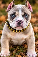 Blue Tri Merle Female , a male American Bully for sale in Bolivar, MO – 6 of 7