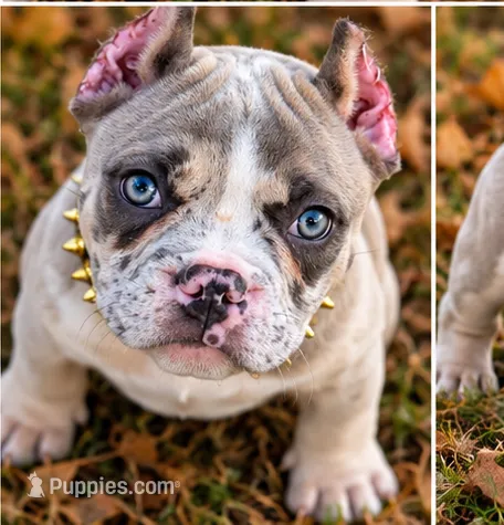 Blue Tri Merle Female  – American Bully puppy for sale in Bolivar, MO