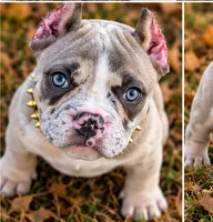 Blue Tri Merle Female , a male American Bully for sale in Bolivar, MO – 1 of 7