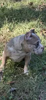 Lily, a female American Bully for sale in Bolivar, MO – 3 of 6