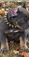 Blue Tri Male , a male American Bully for sale in Bolivar, MO – 4 of 5