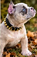 Blue Tri Merle Female , a male American Bully for sale in Bolivar, MO – 3 of 7