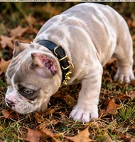 Blue Tri Merle Female , a male American Bully for sale in Bolivar, MO – 5 of 7