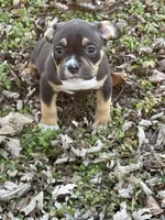 Female 1, a male American Bully for sale in Bolivar, MO – Photo 5 of 5