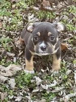 Female 1, a male American Bully for sale in Bolivar, MO – Photo 3 of 5