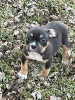 Female 1, a male American Bully for sale in Bolivar, MO – Photo 4 of 5