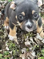Female 1, a male American Bully for sale in Bolivar, MO – Photo 2 of 5