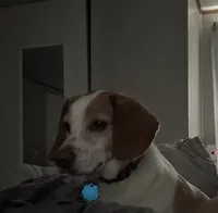 Cooper, a male Beagle for sale in Danville, IA – 1 of 3