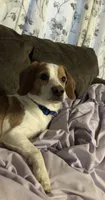 Cooper, a male Beagle for sale in Danville, IA – 3 of 3