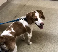 Cooper, a male Beagle for sale in Danville, IA – 2 of 3