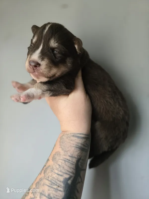 Red boy – Siberian Husky puppy for sale in Olean, NY