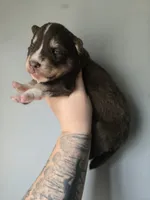 Red boy, a male Siberian Husky for sale in Olean, NY – 1 of 3