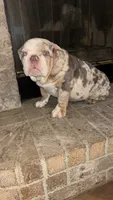 Big Mama , a female English Bulldog for sale in Arlington, TX – 3 of 5