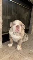 Big Mama , a female English Bulldog for sale in Arlington, TX – 5 of 5