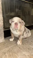 Big Mama , a female English Bulldog for sale in Arlington, TX – 4 of 5
