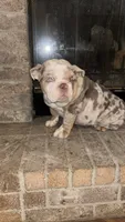 Big Mama , a female English Bulldog for sale in Arlington, TX – 2 of 5