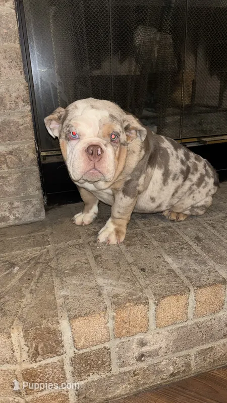 Big Mama  – English Bulldog puppy for sale in Arlington, TX