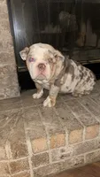 Big Mama , a female English Bulldog for sale in Arlington, TX – 1 of 5