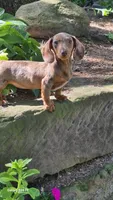 Daisy, a female Miniature Dachshund for sale in Homeworth, OH – 5 of 5