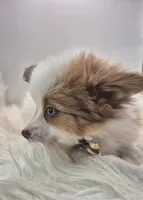 Papillon pomeranian boy 1 , a male Papillon for sale in Homeworth, OH – Photo 6 of 7