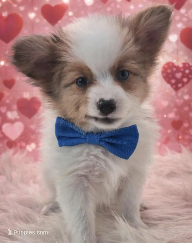 Papillon pomeranian boy 1 