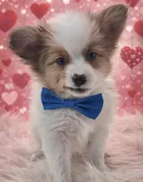 Papillon pomeranian boy 1 , a male Papillon for sale in Homeworth, OH – Photo 1 of 7