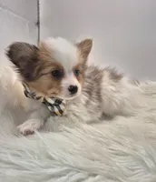 Papillon pomeranian boy 1 , a male Papillon for sale in Homeworth, OH – Photo 4 of 7