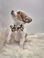 Papillon pomeranian boy 1 , a male Papillon for sale in Homeworth, OH – Photo 3 of 7