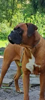 Jet, a male Boxer for sale in Homeworth, OH – 2 of 8
